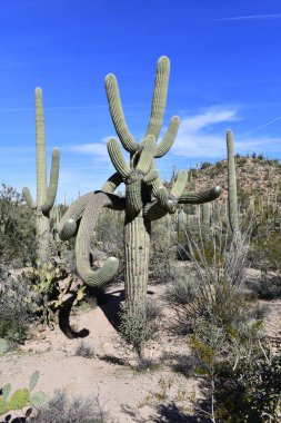 Saguaro Kaktüsü, burada Sonoran Çölü Arizona 'da yetişiyor.