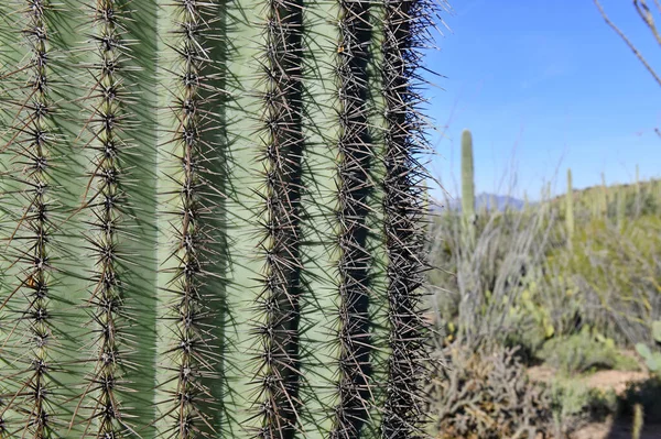 Saguaro Cactus Here Growing Sonoran Desert Arizona Usa Also Grow — Stock Photo, Image