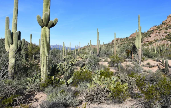 Saguaro Cactus Ici Croissance Dans Désert Sonoran Arizona Usa Pousse — Photo