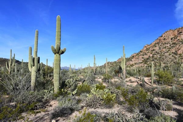 Saguaro Cactus Tutaj Rośnie Pustyni Sonoran Arizona Usa Również Rosną — Zdjęcie stockowe