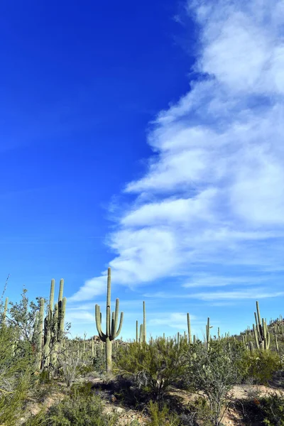 Cactus Saguaro Aquí Creciendo Desierto Sonora Arizona También Crecen México — Foto de Stock