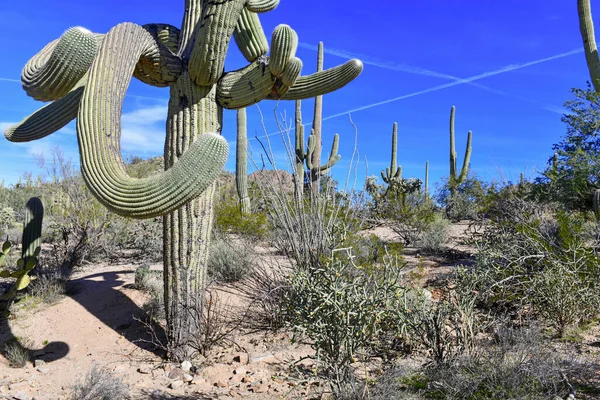 Saguaro Cactus Zde Roste Poušti Sonoran Arizona Usa Také Rostou — Stock fotografie