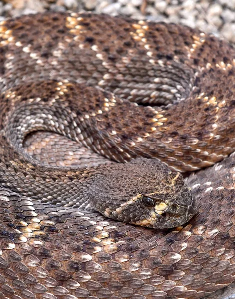 Mojave Çıngıraklı Yılanı Mojave Yeşili Olarak Bilinir Yüzü Sonoran Çölü — Stok fotoğraf