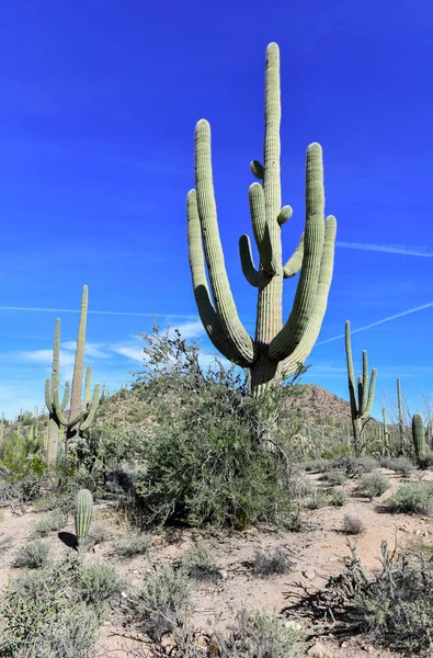 Cactus Saguaro Aquí Creciendo Desierto Sonora Arizona También Crecen México — Foto de Stock