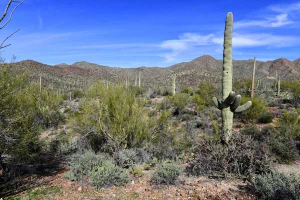 Cactus Saguaro Aquí Creciendo Desierto Sonora Arizona También Crecen México — Foto de Stock