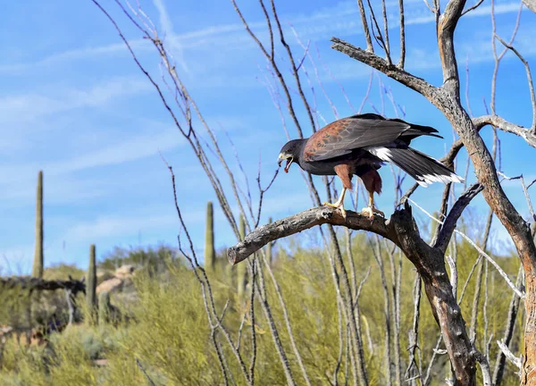 Harris Hawk Branch Desert — Stock Photo, Image