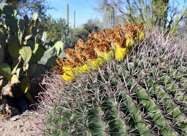 Barrel Kaktus Pokazujący Kwiaty Czerwone Kręgosłupy Southwest Usa Desert — Zdjęcie stockowe