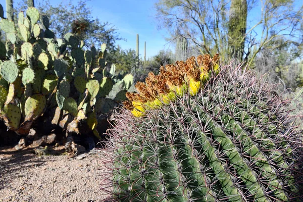 Barrel Cactus Showing Flowers Red Spines Southwest Usa Desert — Stock Photo, Image