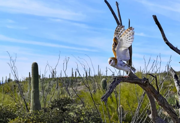 亚利桑那州沙漠中的谷仓猫头鹰 — 图库照片