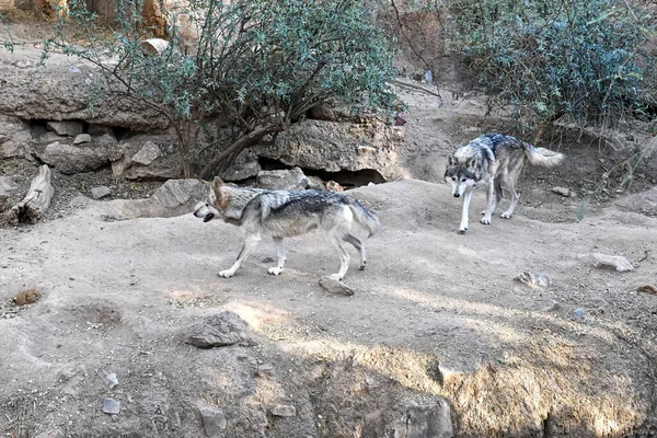 Rare Endangered Species Mexican Gray Wolf Native Mexico Southwestern Usa — Stock Photo, Image