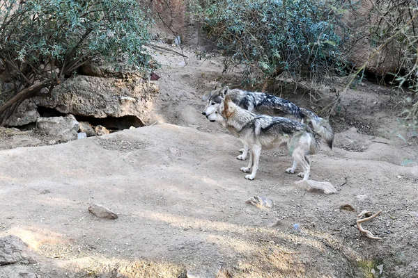 Rare Endangered Species Mexican Gray Wolf Native Mexico Southwestern Usa — Stock Photo, Image