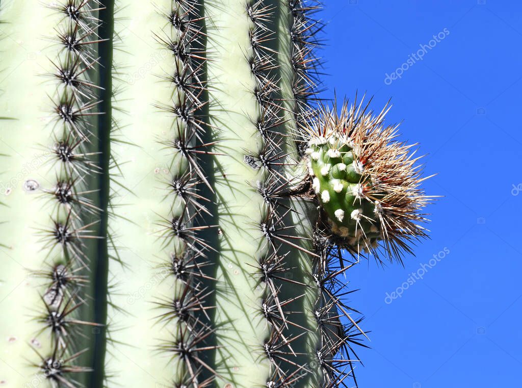 Saguaro Cactus, here growing in the Sonoran Desert Arizona, USA also grow in Mexico