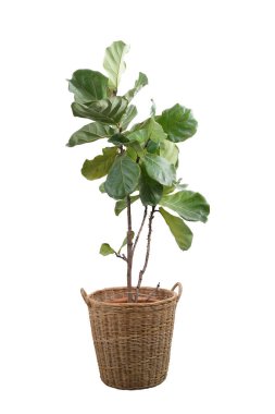 Green leaves of fiddle-leaf fig tree (Ficus lyrata). Fiddle leaf fig tree in wicker basket isolated on white background. clipart