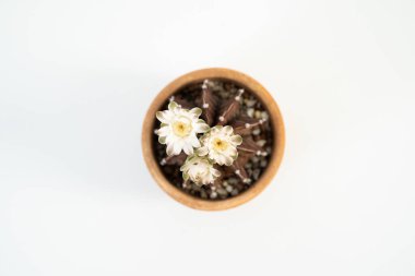 Gymnocalycium mihanovichii kaktüs. Beyaz arka planda açan beyaz çiçekler. Üst manzara..