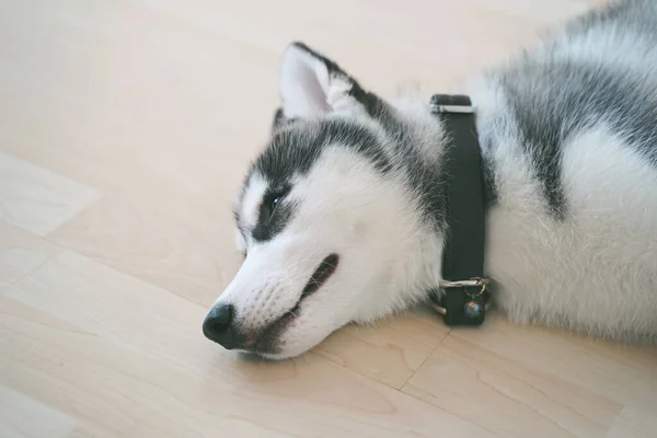 Cachorrinho Husky Siberiano Dormindo Chão — Fotografia de Stock