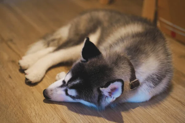 Siberian Husky Puppy Sleeping Floor — Stock Photo, Image