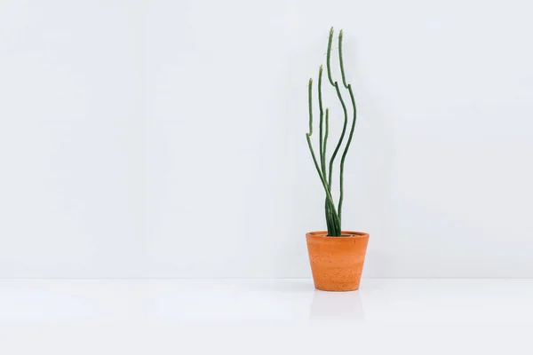 Minimal Plant Clay Pot White Background — Stock Photo, Image