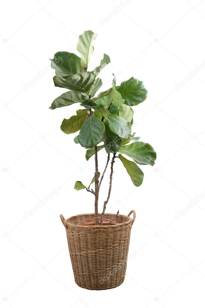 Green leaves of fiddle-leaf fig tree (Ficus lyrata). Fiddle leaf fig tree in wicker basket isolated on white background.