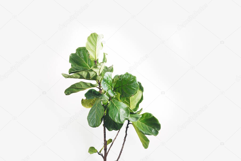 Green leaves of fiddle-leaf fig tree (Ficus lyrata). Fiddle leaf fig tree on white background.