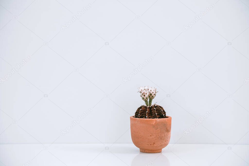 The white cactus flowers blooming in the pot on white background.