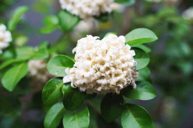Bahçedeki ağaçta açan yeşil yapraklı beyaz turuncu yasemin çiçeği. Tayland portakalı Jasmine, Andaman satinwood, Kozmetik ağaç kabuğu.