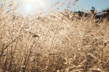 Buzdaki çimenler. Sabah güneşinde çimlerin üzerinde buz. Kış doğal bitki geçmişi.