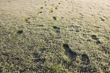 Footprints in grass with hoar frost in the morning. clipart
