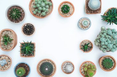 Farklı sulular ve kaktüsler hafif ahşap arka planda kil kaplarda. Üst görünüm.