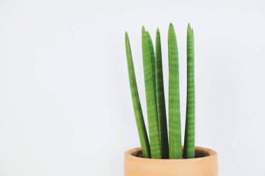 Sansevieria Cylindrica beyaz arka planda kil çömlekte. Dekoratif ev bitkisi.