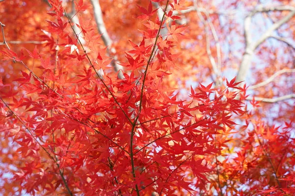 Otoño Hoja Arce Rojo Del Jardín Japonés Debajo Del Árbol — Foto de Stock