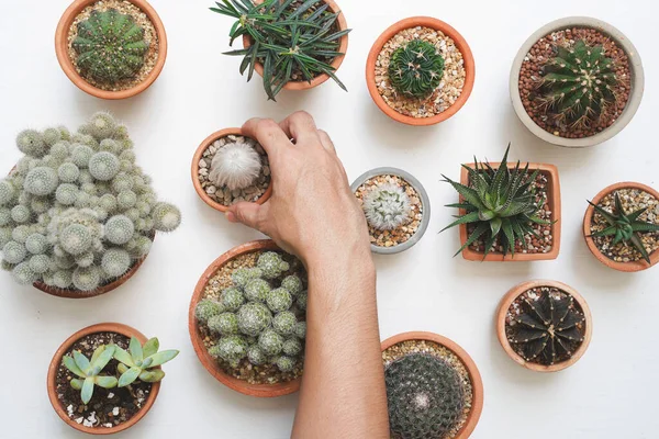 Handgeplukte Cactus Potten Van Klei Een Lichte Houten Ondergrond Bovenaanzicht — Stockfoto