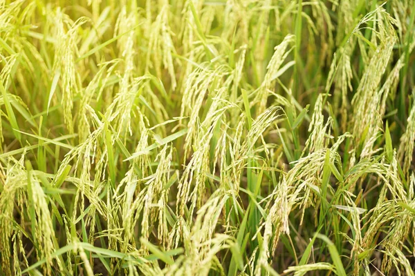 Rice field, close up yellow rice seed ripe and green leaves.