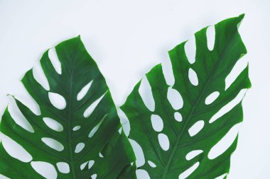 Beyaz arka planda iki tropikal orman yaprağı.
