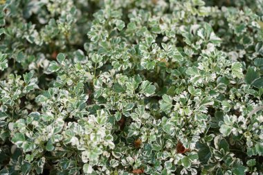 Polyscias uygulamasının üst görüntüsü, bahçedeki güzel doğa arka planı..