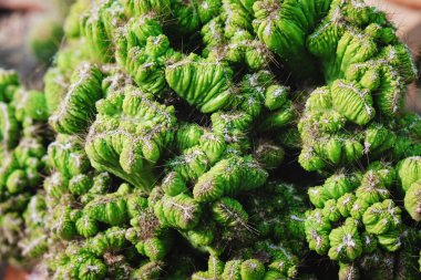 Cereus Peruvianus Canavar Kaktüsü.