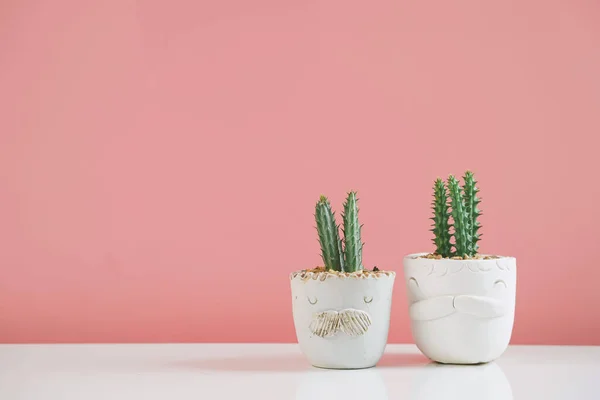 Succulenten Cactus Kleipotten Verschillende Potten Potted Cactus Huis Planten Witte — Stockfoto