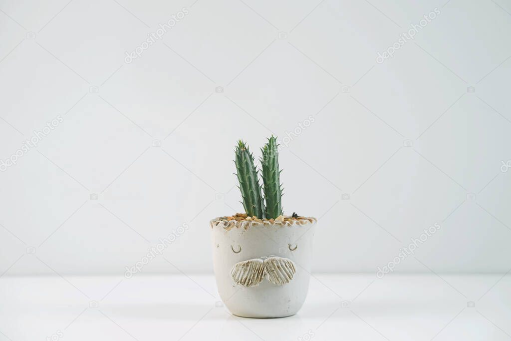 Succulent or cactus in clay pot plant in different pots. Potted cactus house plant on white shelf against white wall.