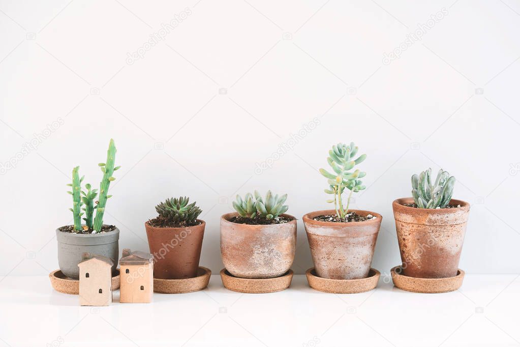 Succulents and Cactus in different clay pots on the white shelf. Scandinavian hipster home decoration.