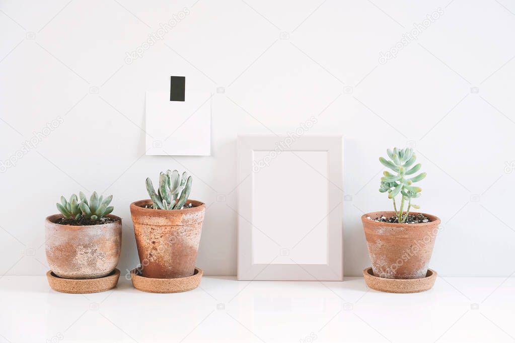 Succulents or cactus in clay pots over white background on the shelf and mock up frame photo.