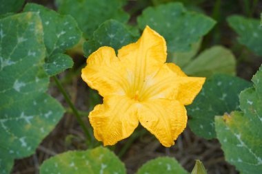 Sebze çiftliğinde kabak çiçeği.