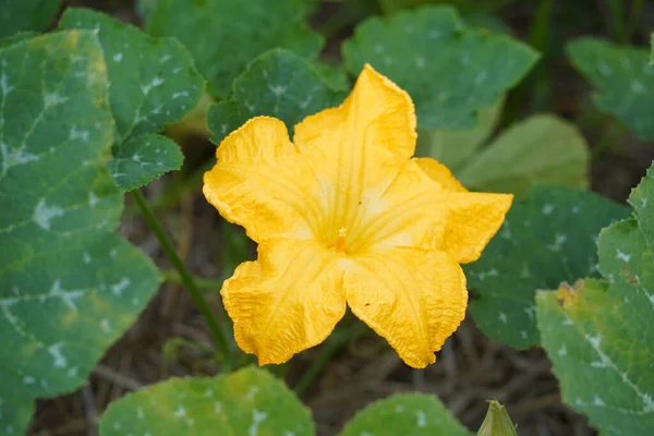 Sebze çiftliğinde kabak çiçeği.