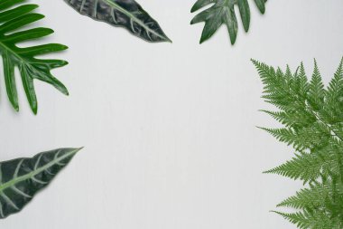 Beyaz ahşap arka planda gerçek tropikal yapraklar. Botanik doğa kavramları. düz üst görünüm.