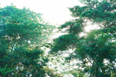 Park arka planında, ağaçta parlayan güneş ışınları..