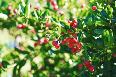 Meyve kırmızısı ve yaprak yeşili doğanın arka planında, Bengal-Currants, Carandas-plum, Karanda, Carissa Carandas L.
