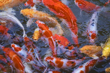 Havuzda renkli sazan balığı.