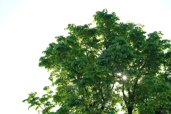 Árbol Grande Parque Con Rayos Sol Brillando Fondo — Foto de Stock