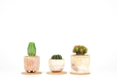 Beyaz zemin üzerinde kil çömlek kaktüsü.