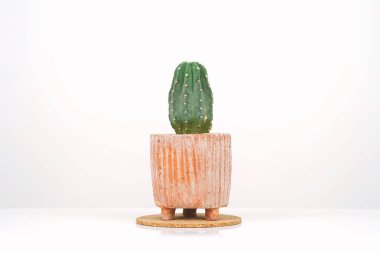 Beyaz zemin üzerinde kil çömlek kaktüsü.