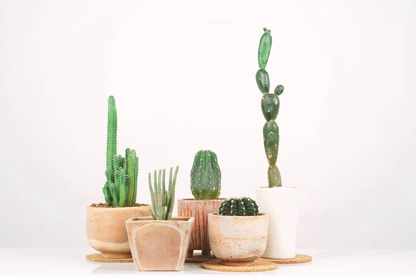Cactus Potten Van Klei Witte Achtergrond — Stockfoto