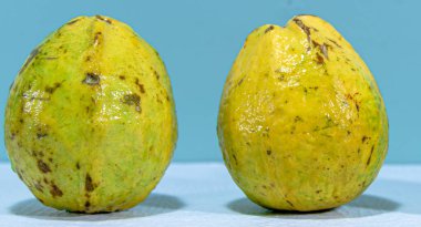Guava meyvesi (Psidium guajava). Taze meyve. Tropik meyve. Detoks diyeti için yemek. Doğal besinlerin kaynağı. Reçel ve reçel için. Doğal guava. Ticari kullanım için meyve.